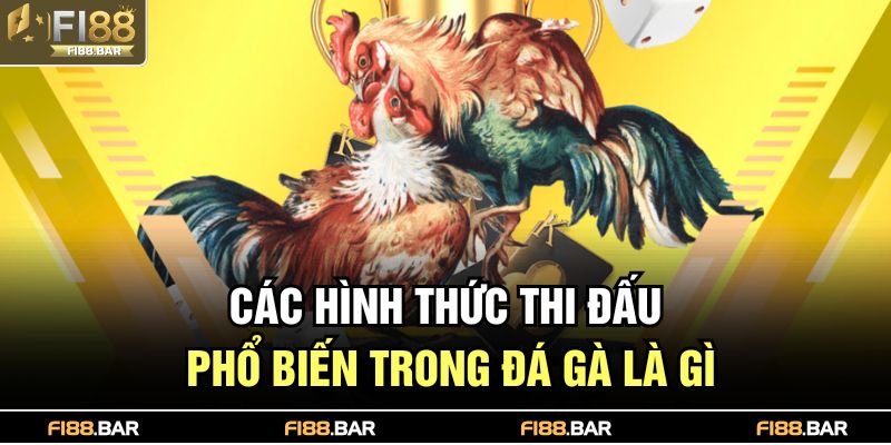 Đá Gà Là Gì – Trò Giải Trí Kịch Tính Được Ưa Chuộng 3 Các hình thức thi đấu phổ biến trong đá gà là gì