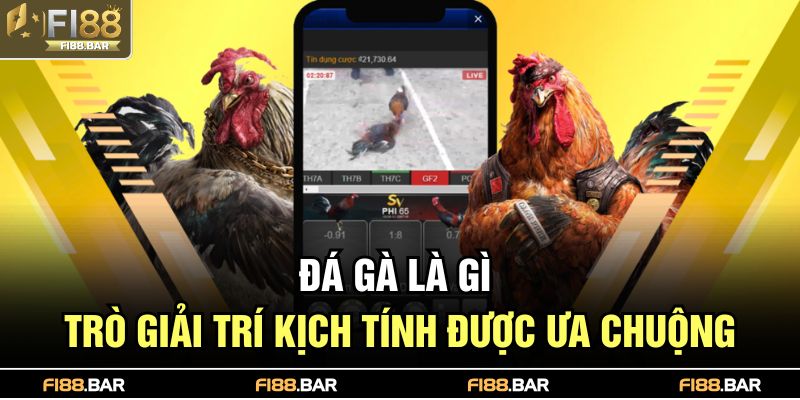 Đá Gà Là Gì – Trò Giải Trí Kịch Tính Được Ưa Chuộng 1 Đá gà là gì